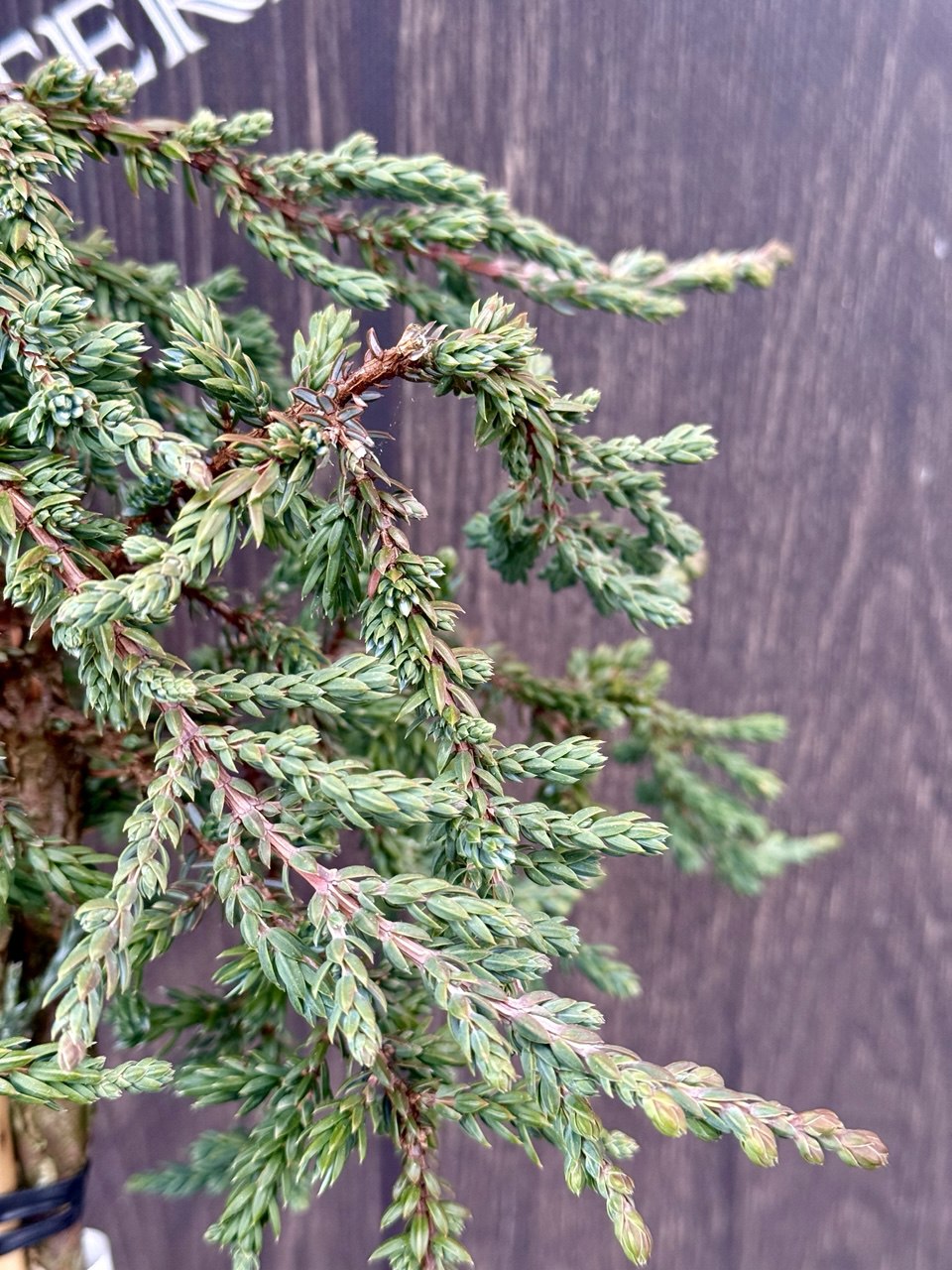 ялівець Hibernica Prostata.jp2