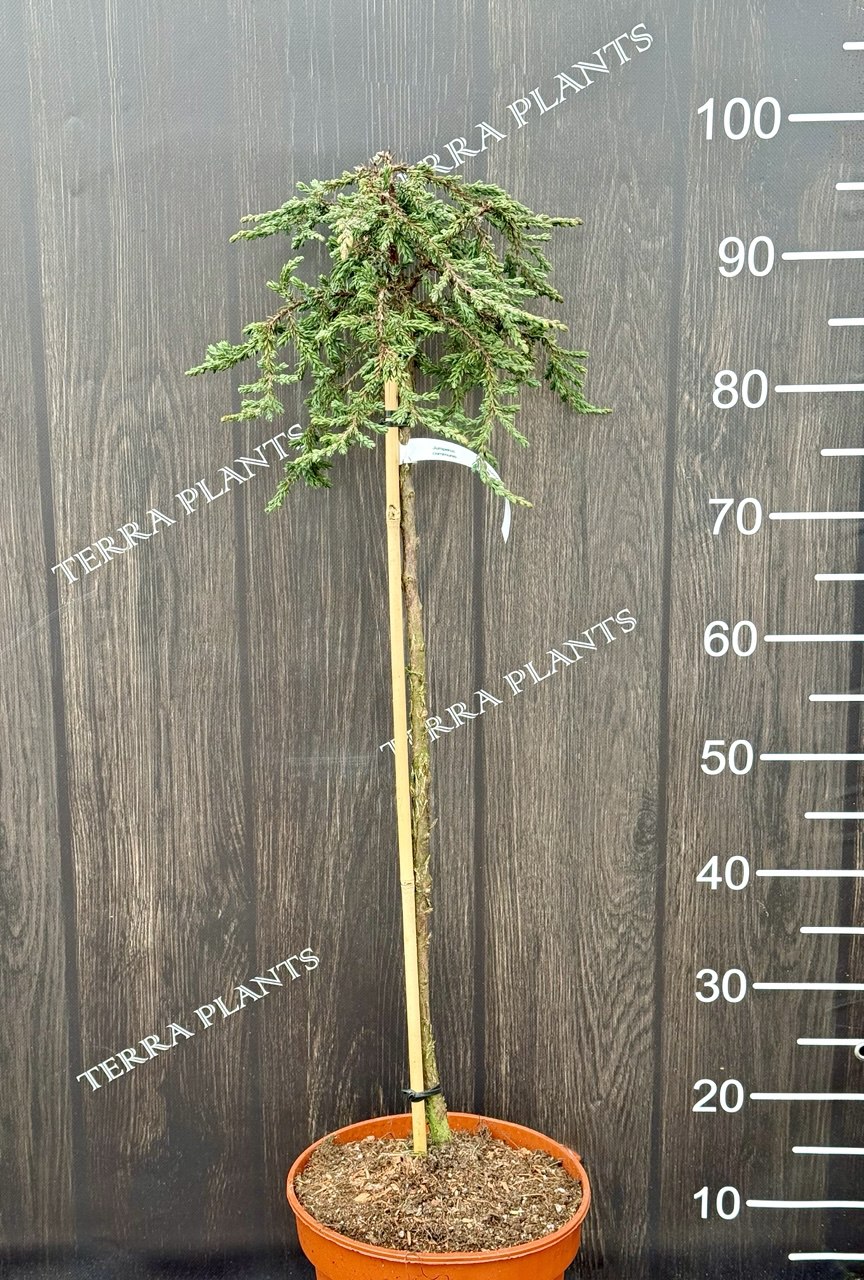 ялівець Hibernica Prostata