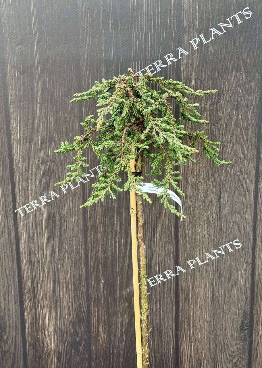 ялівець Hibernica Prostata.jpg1