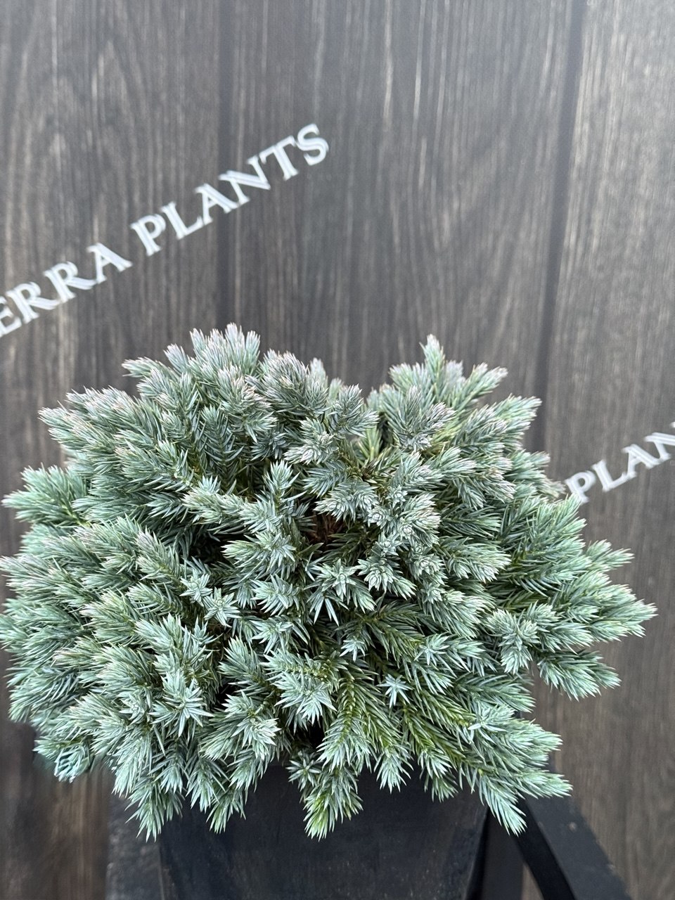 ялівць Blue star