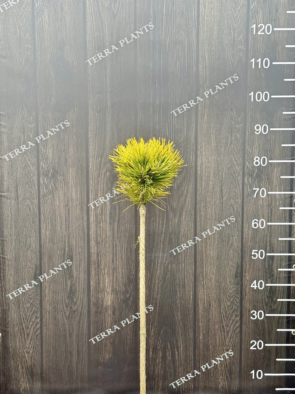 сосна Golden Glow