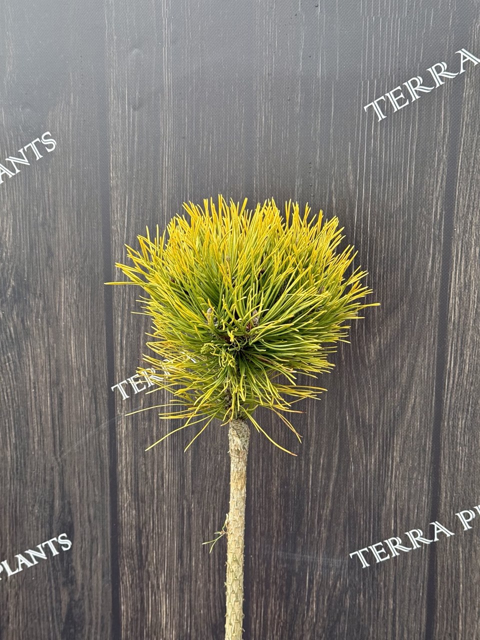 сосна Golden Glow.jpg1