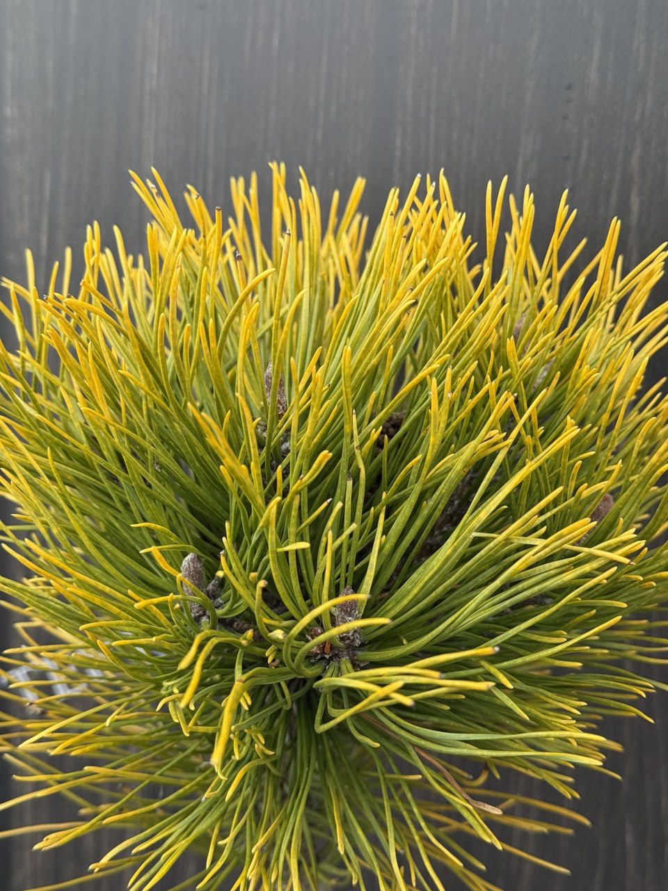 сосна Golden Glow.jpg2