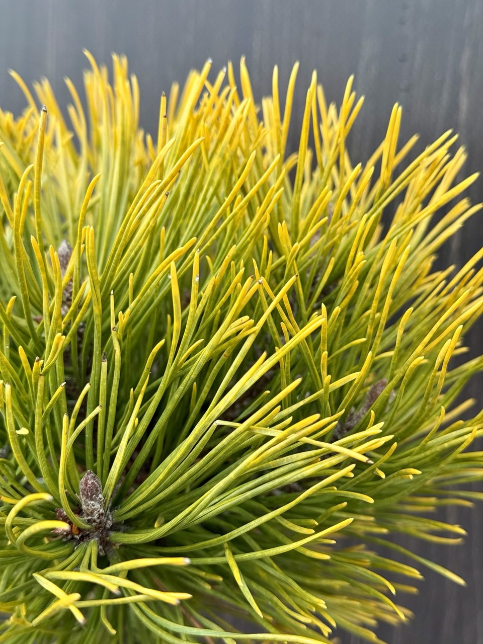 сосна Golden Glow.jpg3