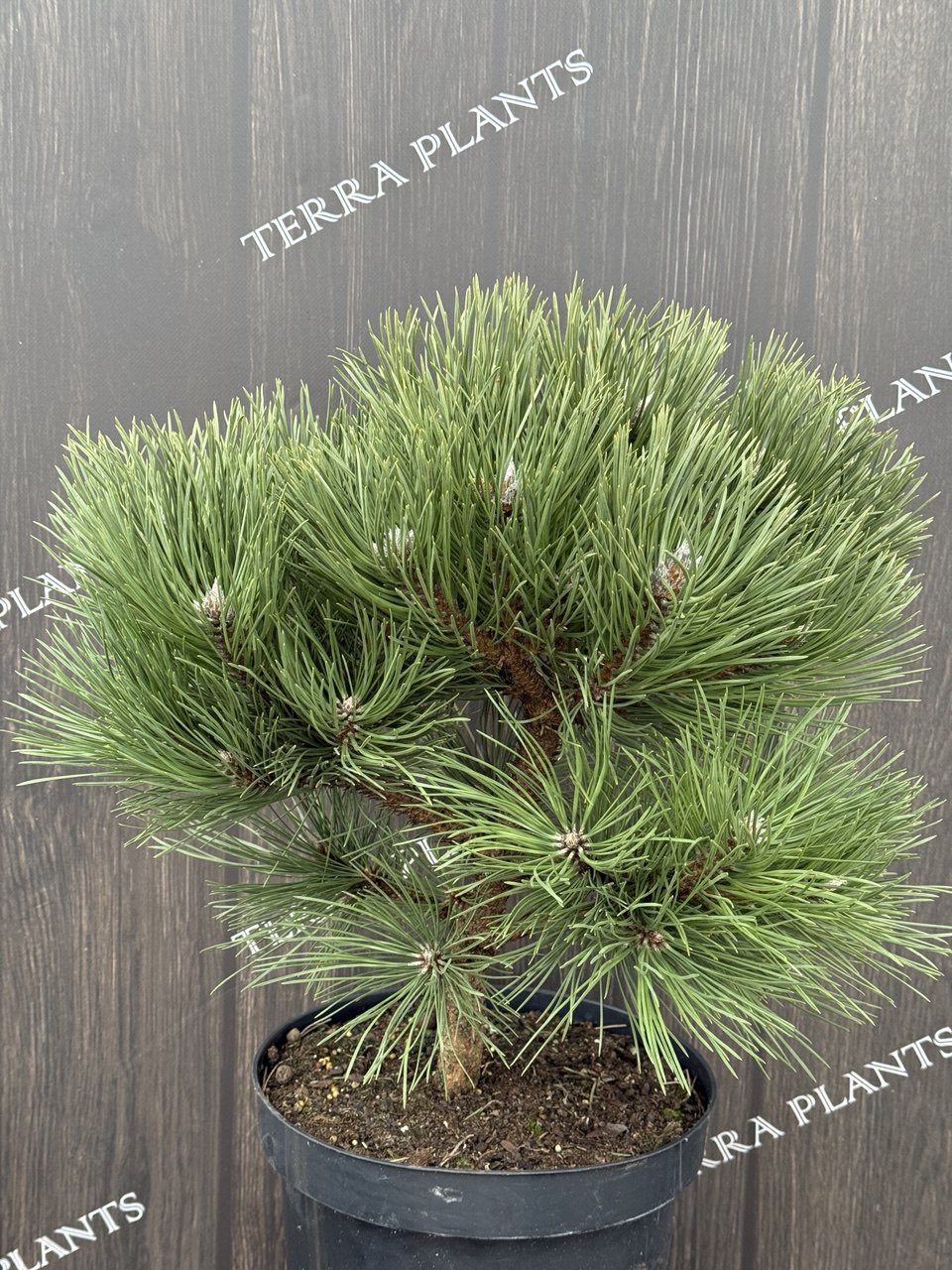 сосна Hornibrookiana.jpg1