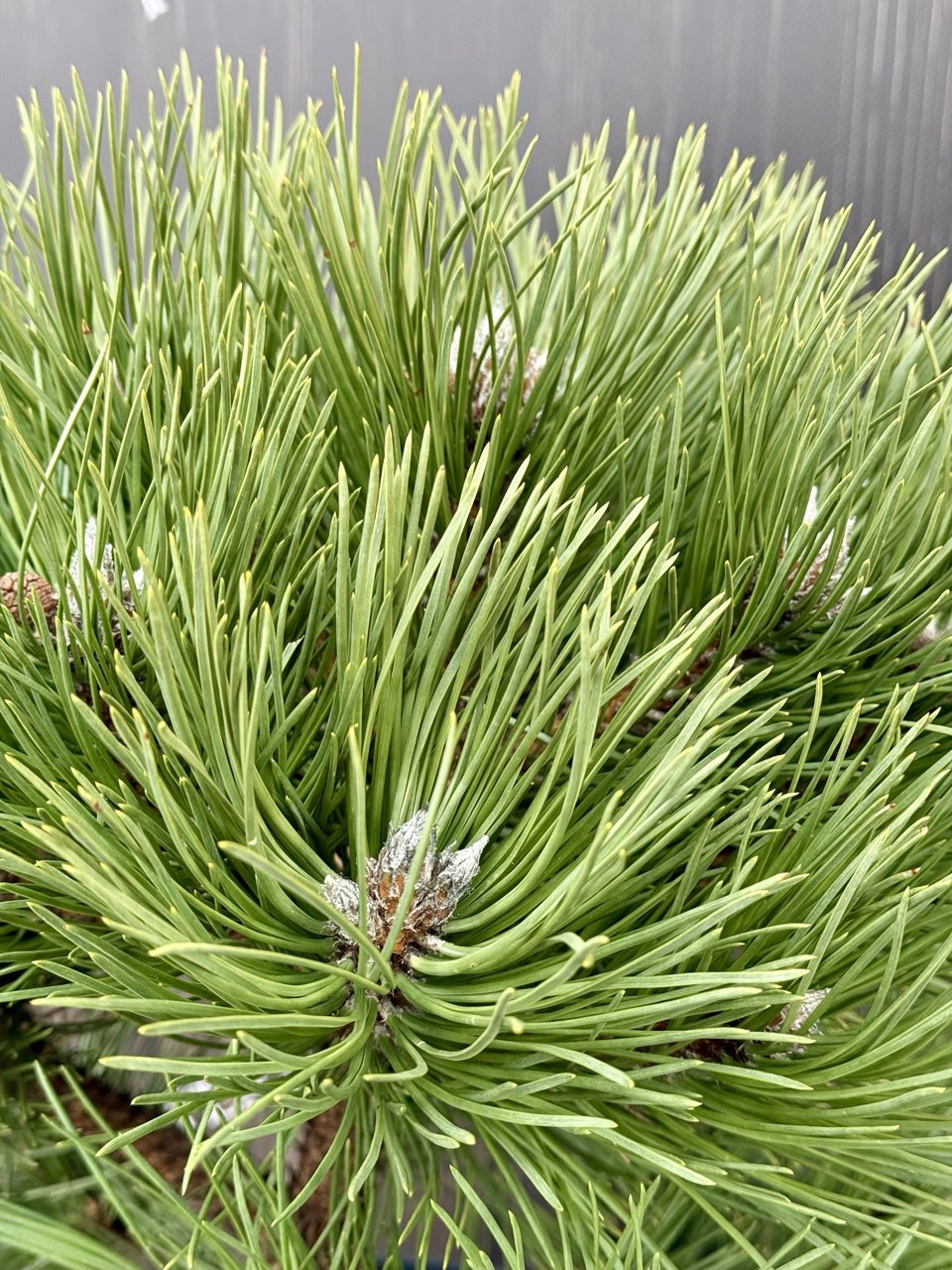 сосна Hornibrookiana.jpg2