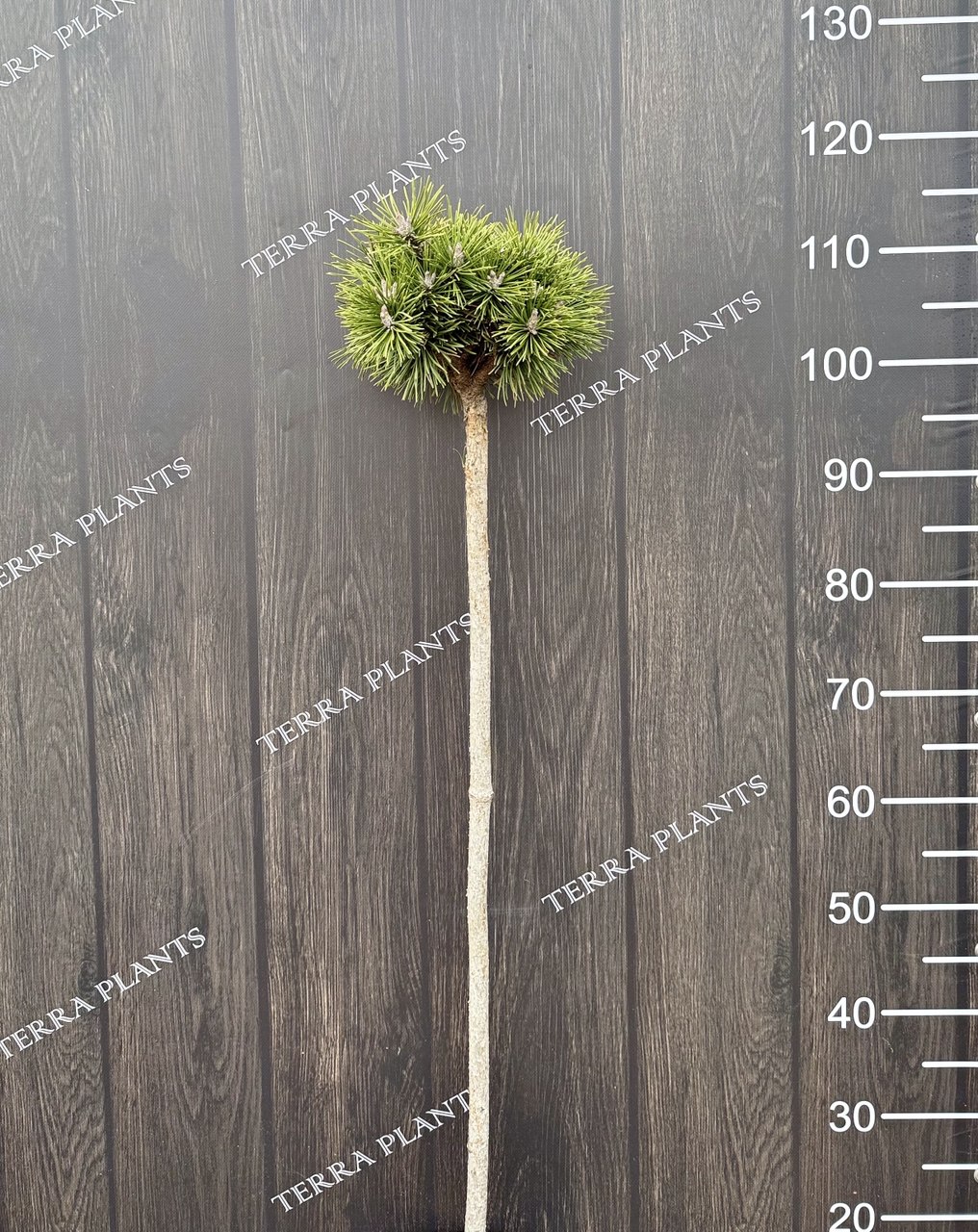 сосна тамбова Alpenhexe