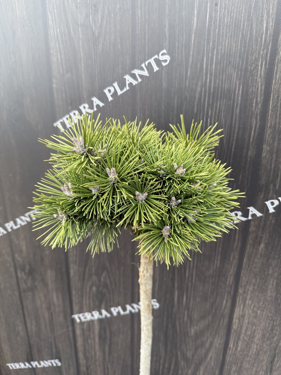 сосна штамбова Alpenhexe