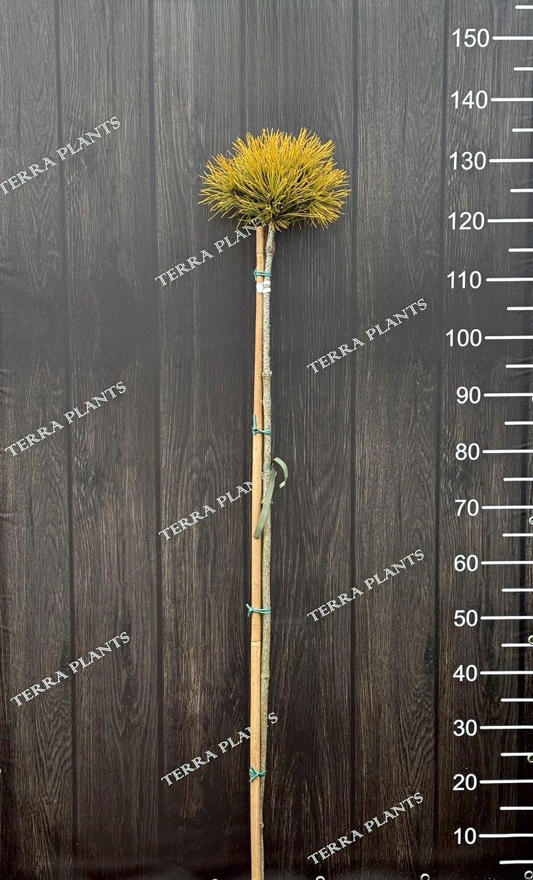 сосна штамбова Carsten 125cм