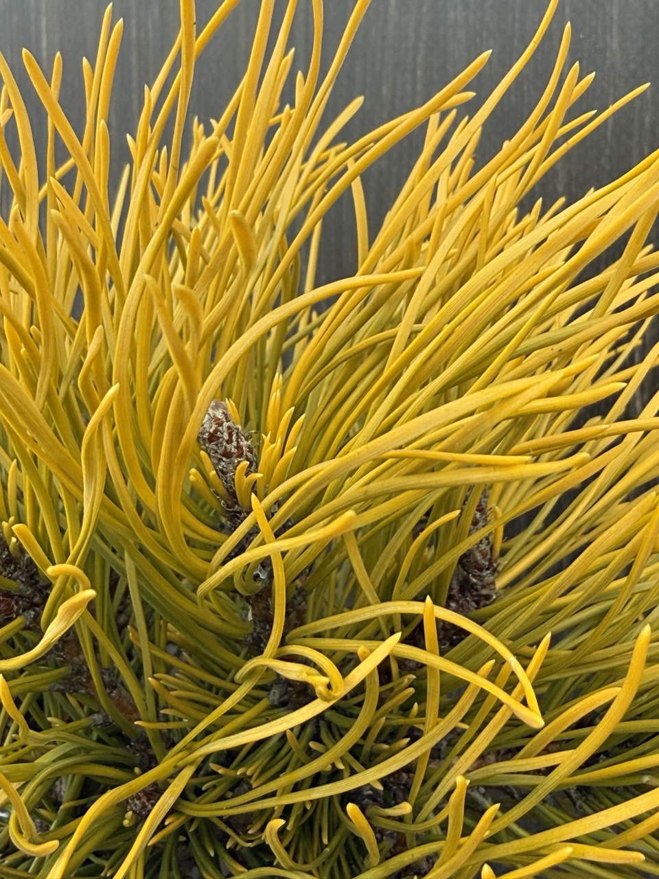 сосна штамбова Carsten 125cм.jpg3