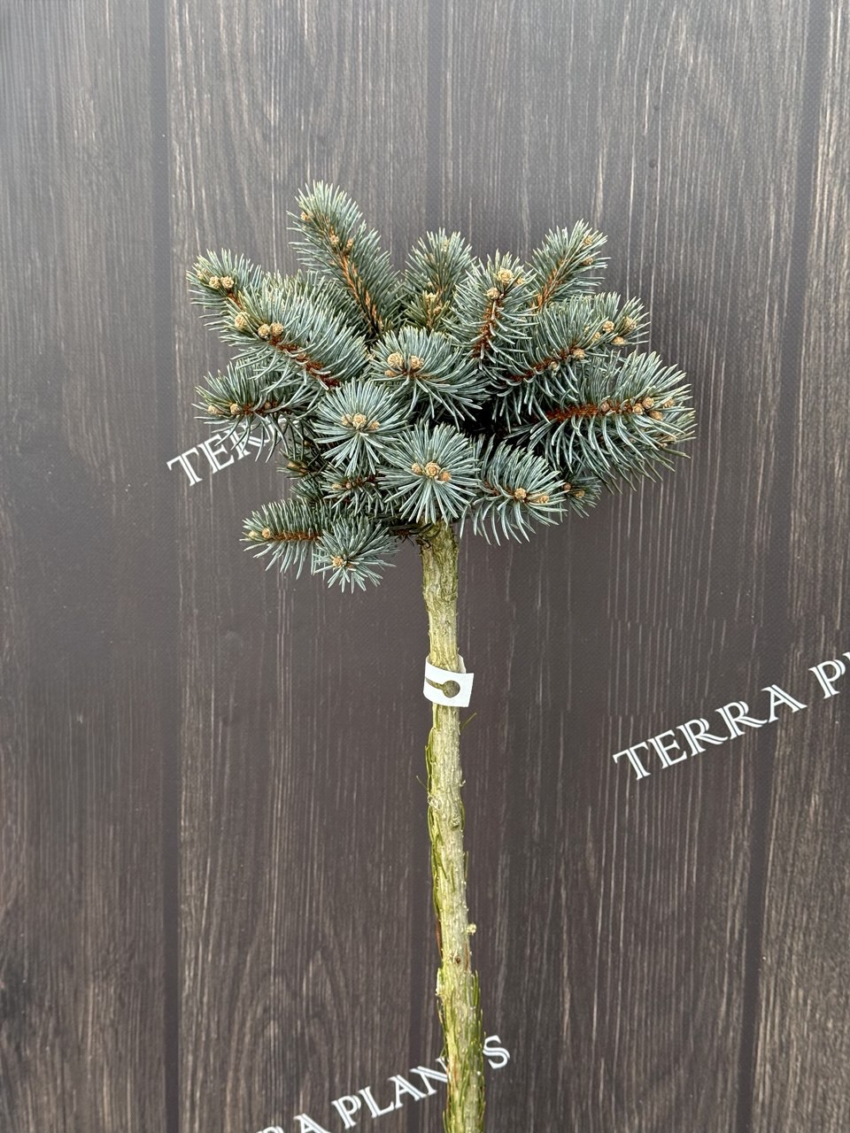 ялина Kenosha.jpg1