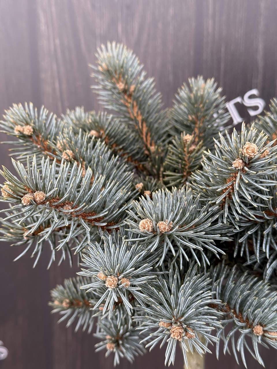 ялина Kenosha.jpg2