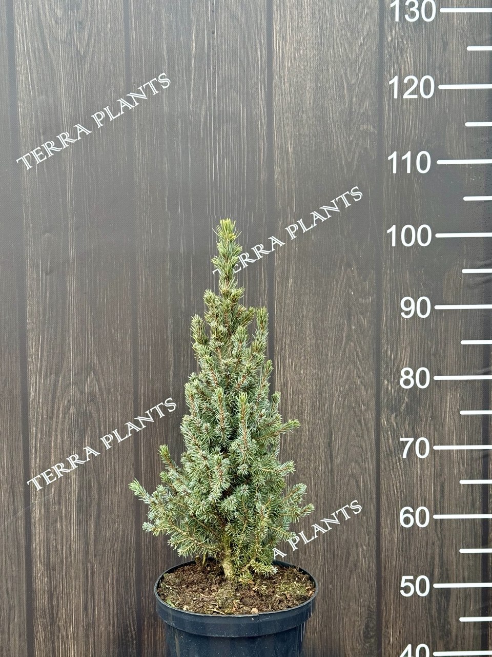 ялина conica blue