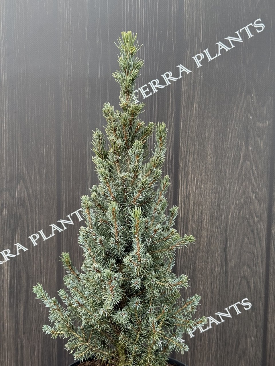 ялина conica blue.jpg1