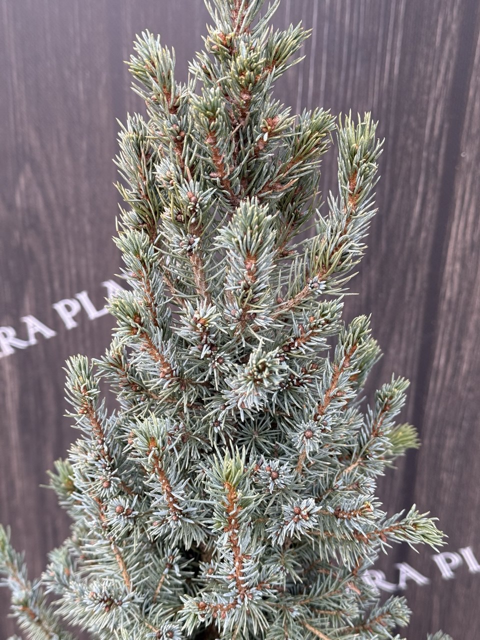 ялина conica blue.jpg2