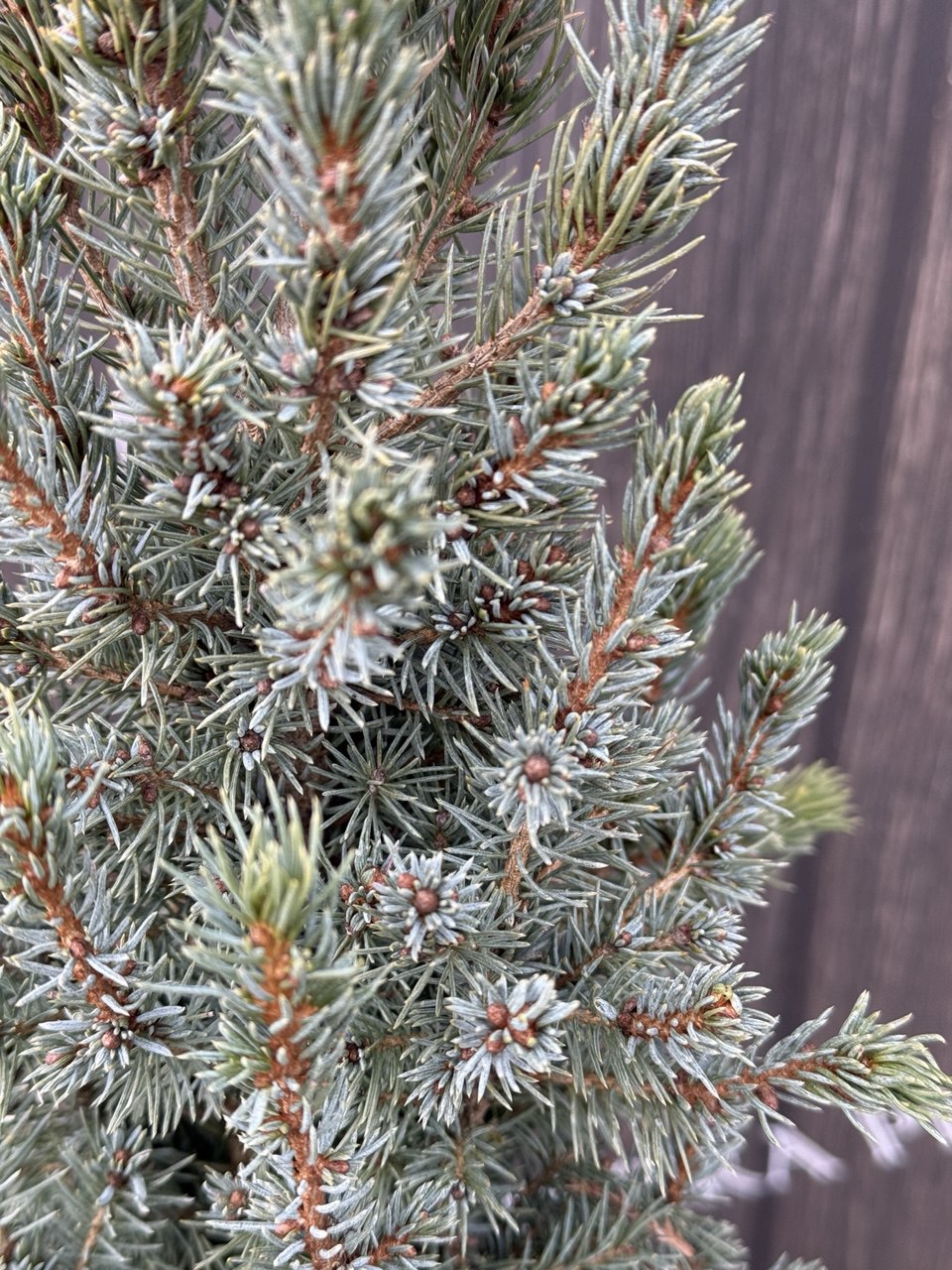 ялина conica blue.jpg3