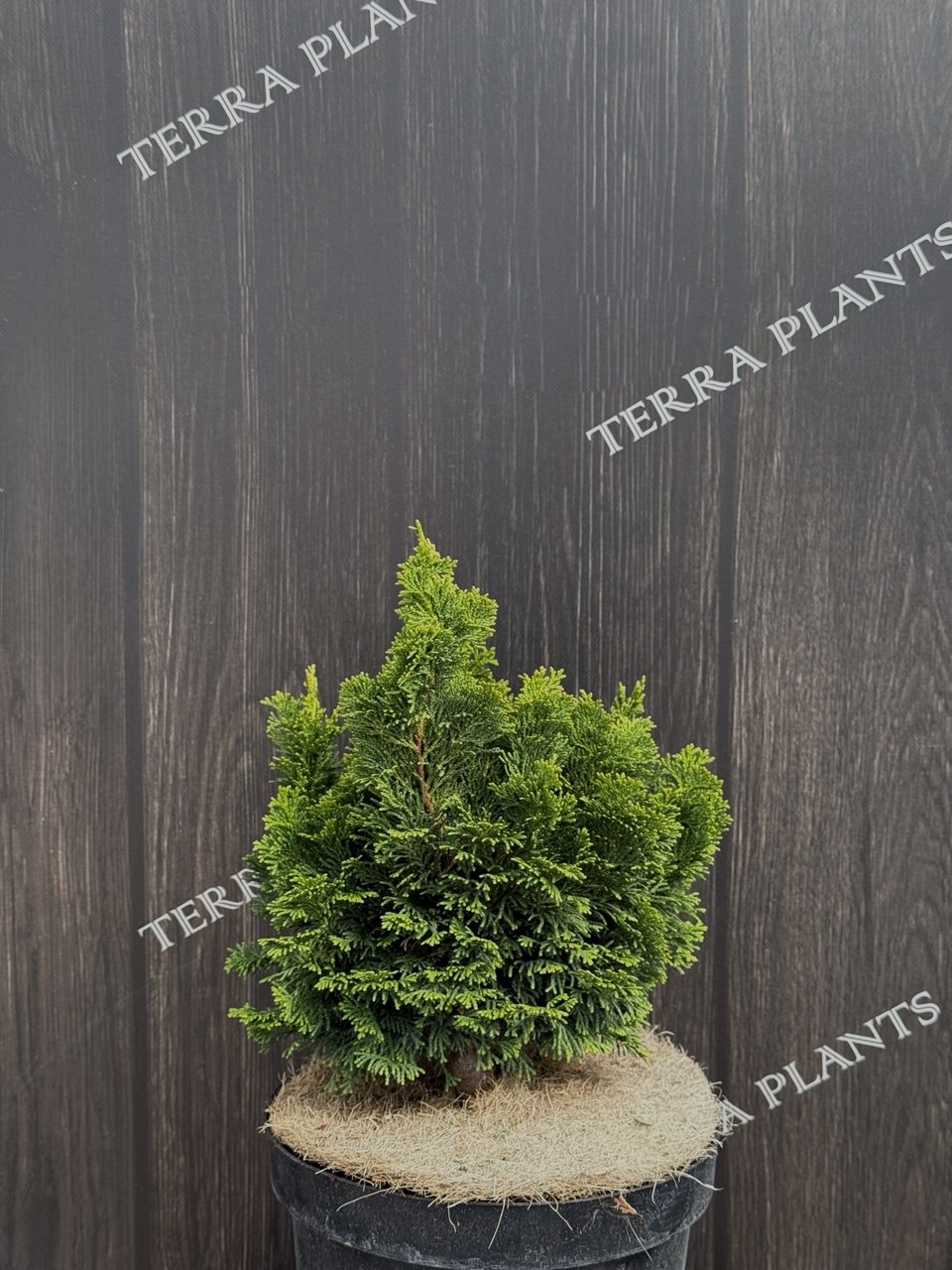 Кипарисовик Nana Gracilis