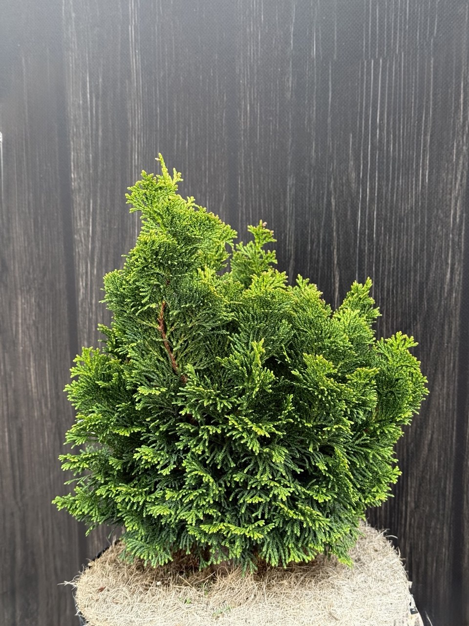 Кипарисовик Nana Gracilis.jpg 1