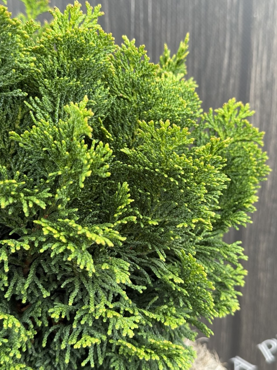 Кипарисовик Nana Gracilis.jpg 2