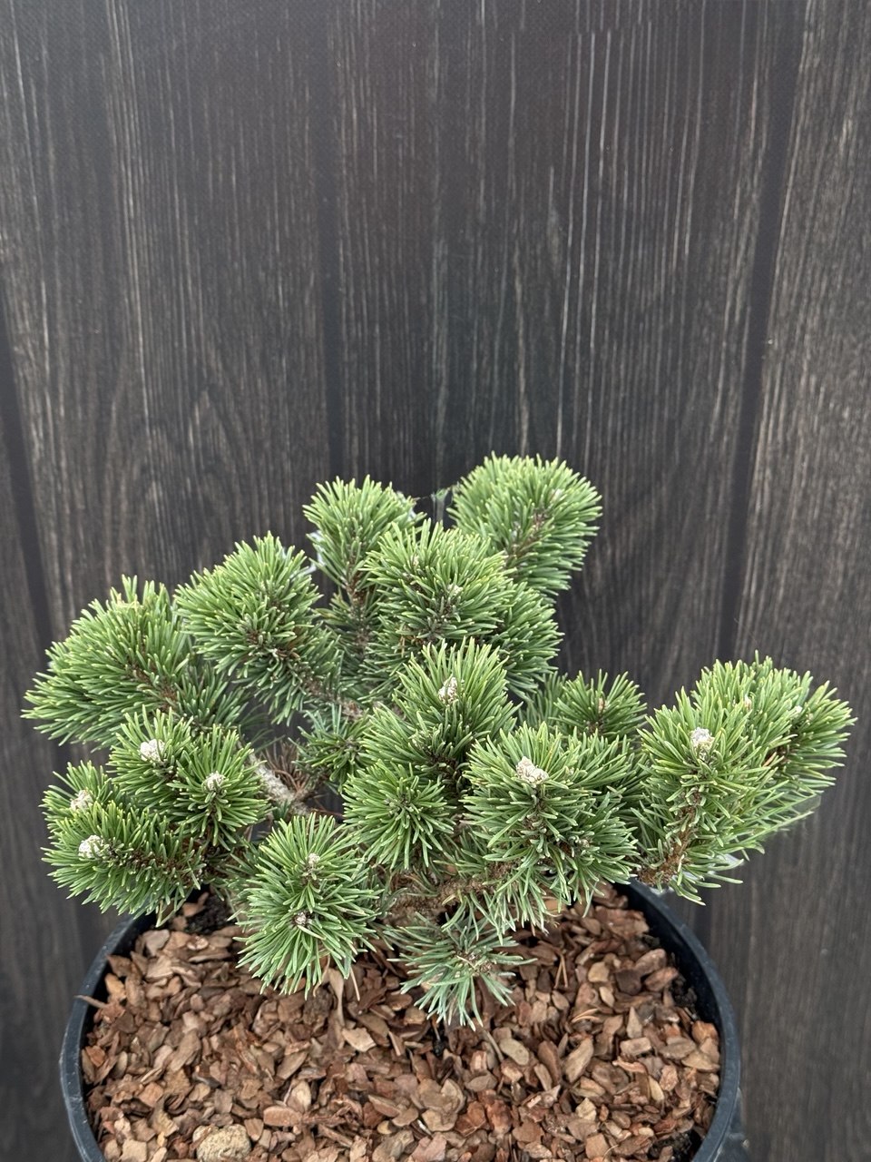 сосна якобсен горщик 7.5