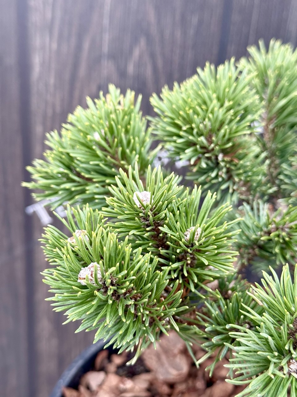 сосна якобсен горщик 7.5.jpg2