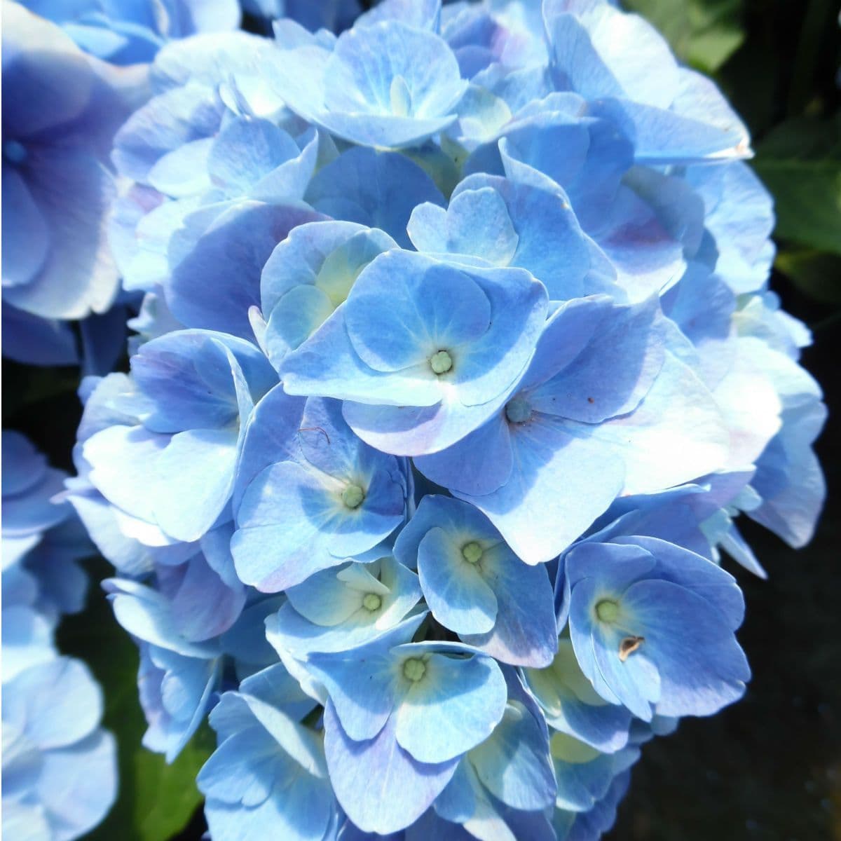 Гортензія macrophylla "Bodensee"