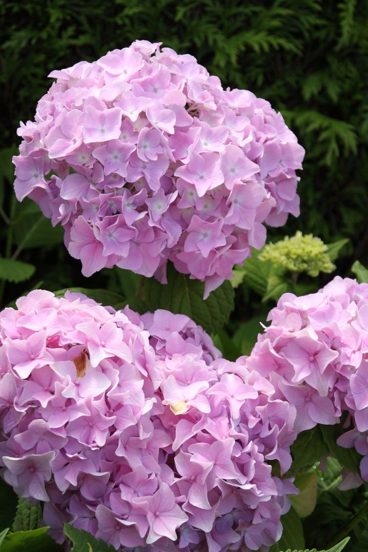 Гортензія macrophylla Bouquet Rose