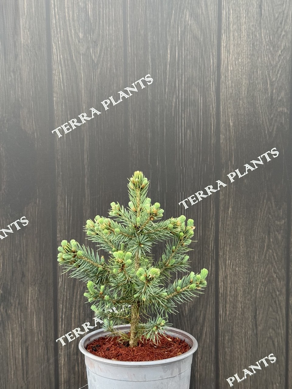 Ялина pungens "Super Blue Seedling"