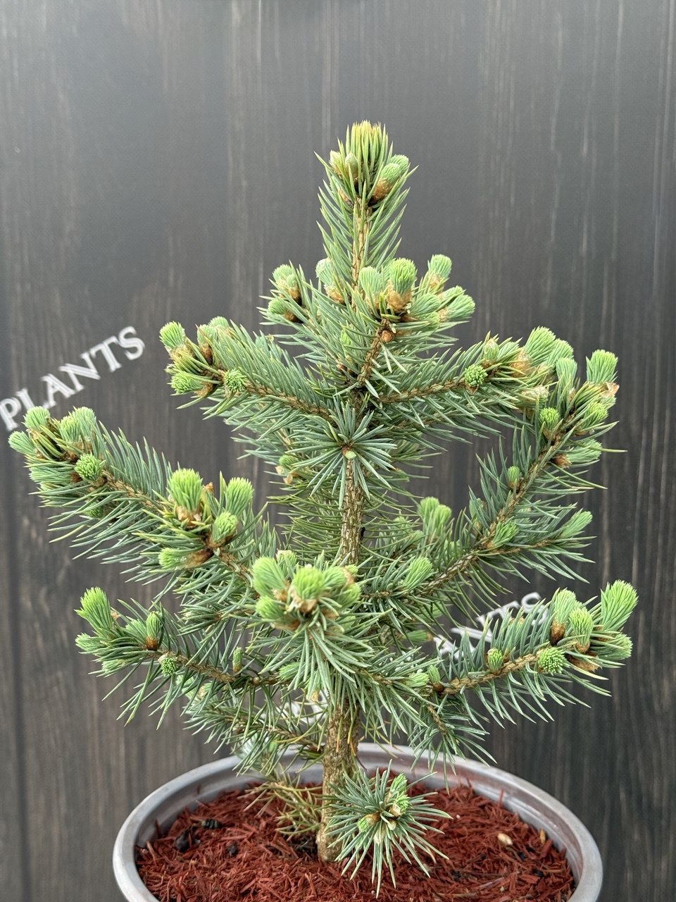 Ялина pungens "Super Blue Seedling"