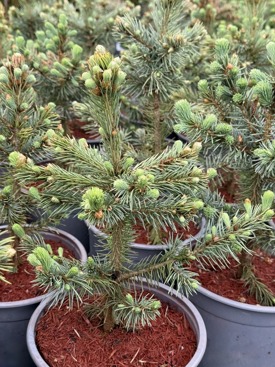Ялина pungens "Super Blue Seedling"