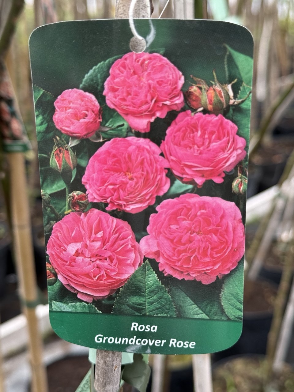 Троянда плакуча рожева на штамбі (Groundcover Rose)