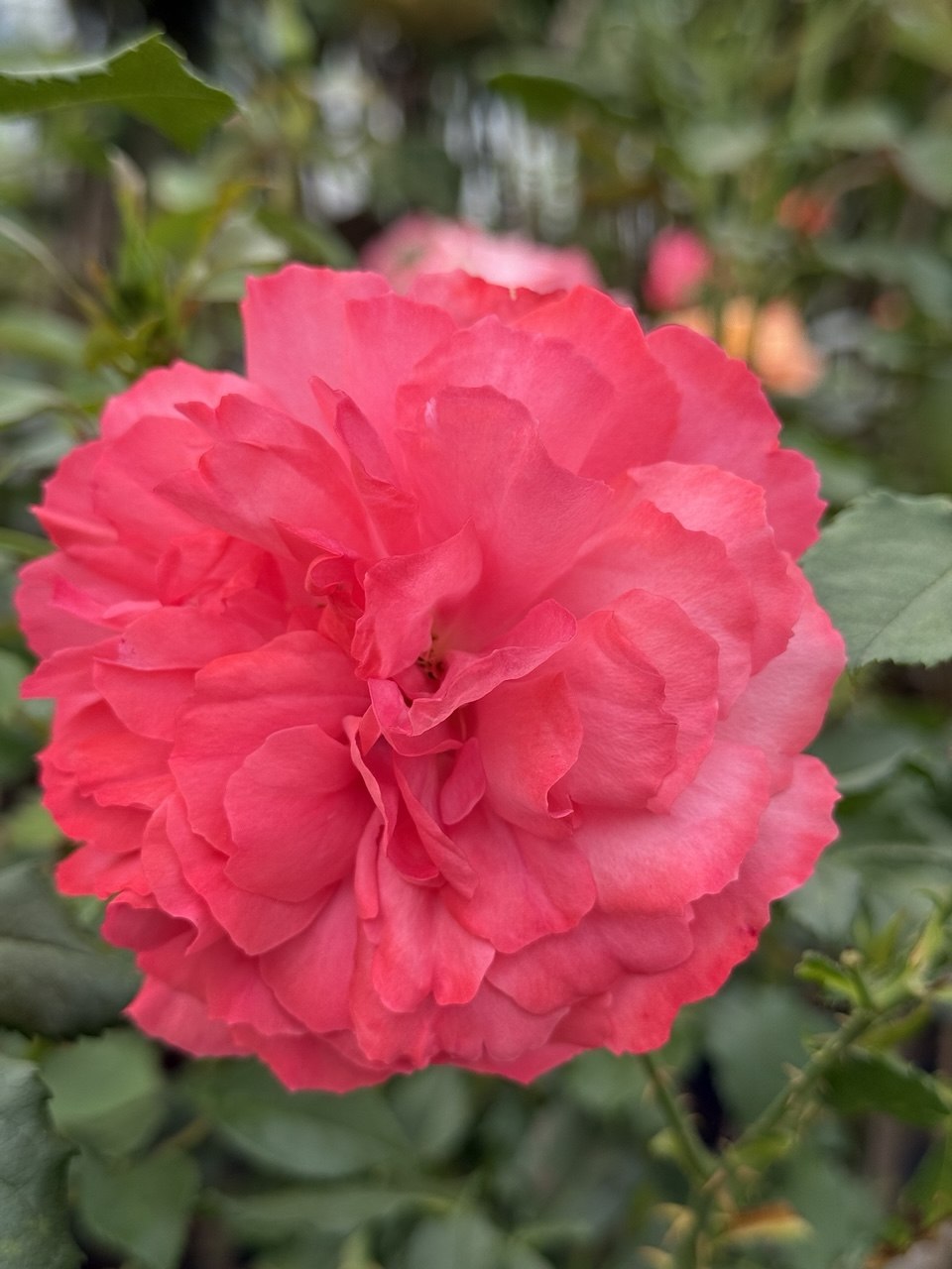 Троянда плакуча рожева на штамбі (Groundcover Rose)