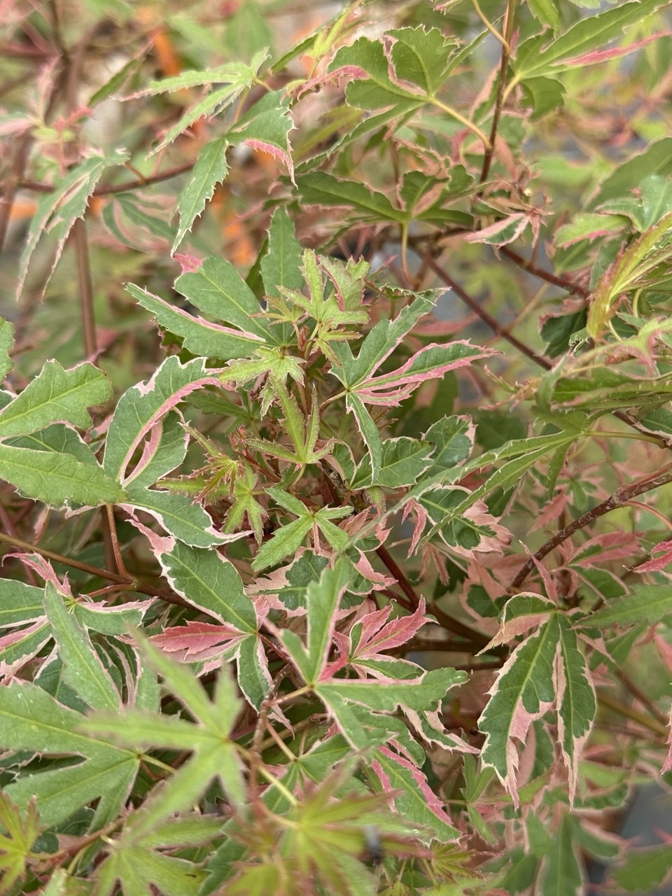 Клен palmatum Ori-zuru