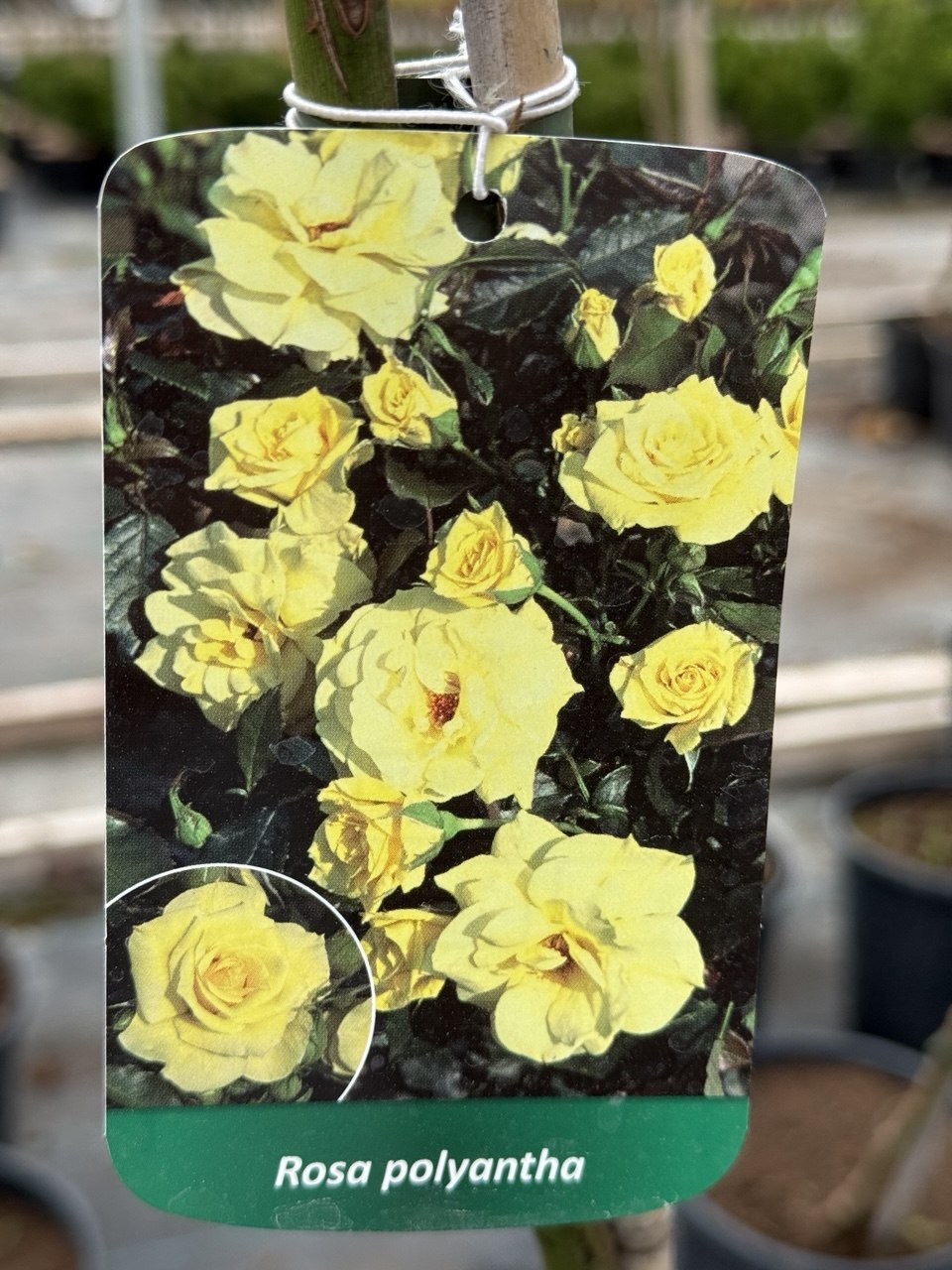 Троянда поліантова жовта на штамбі (Rosa Polyantha)