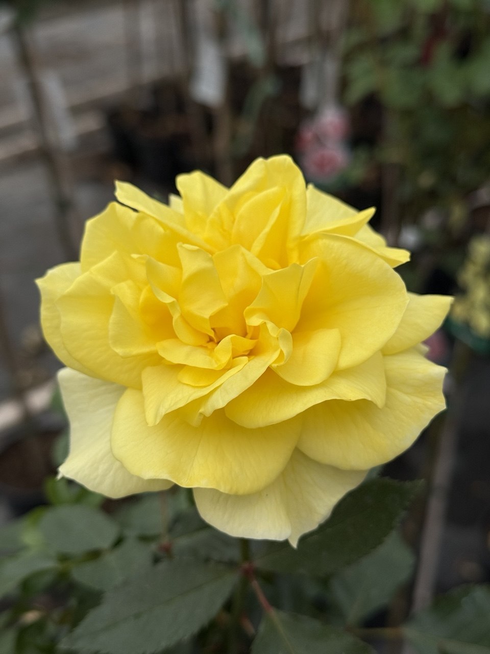 Троянда поліантова жовта на штамбі (Rosa Polyantha)